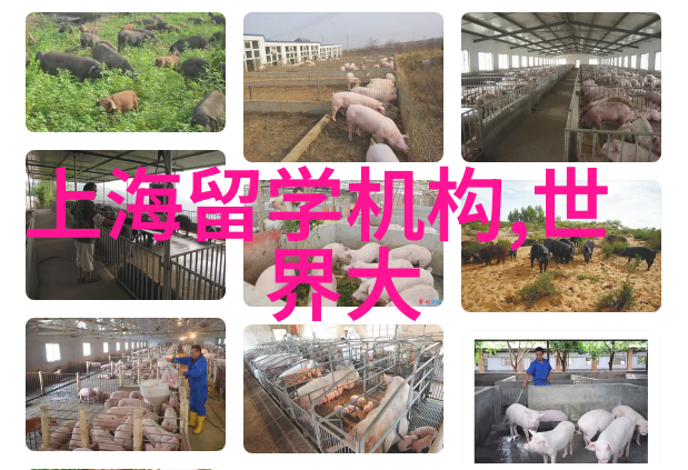 马来西亚留学申请条件要求严吗