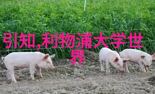 杜伦大学热门专业25fall分轮申请及截止时间